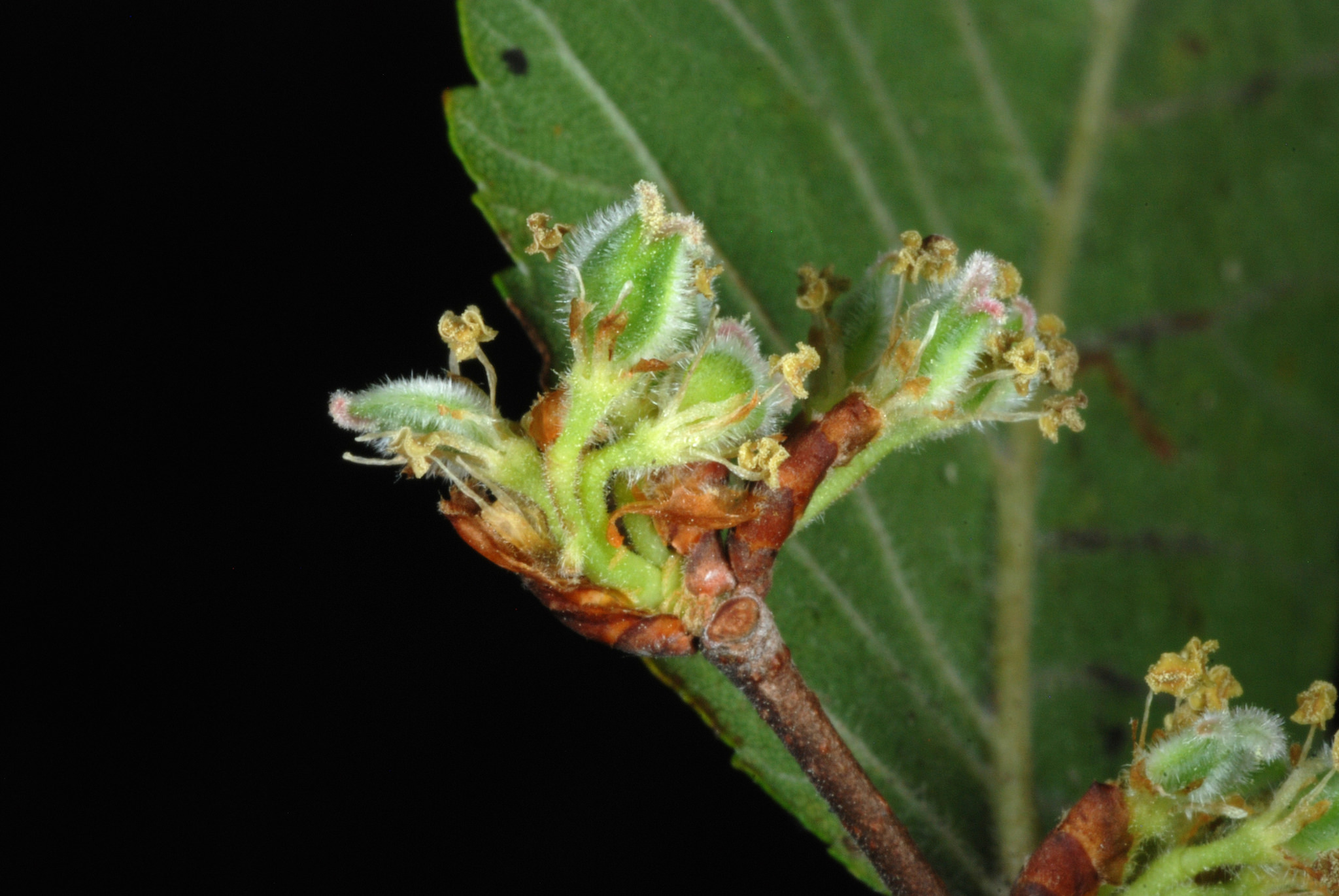 Ulmus crassifolia